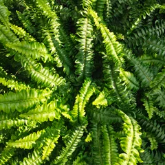 Boston Fern