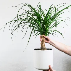 Bottle Palm