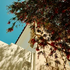 Bottlebrush