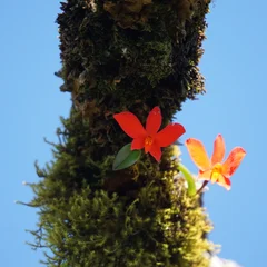 Brazilian Orchid