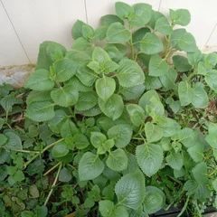 Bread and Butter Plant