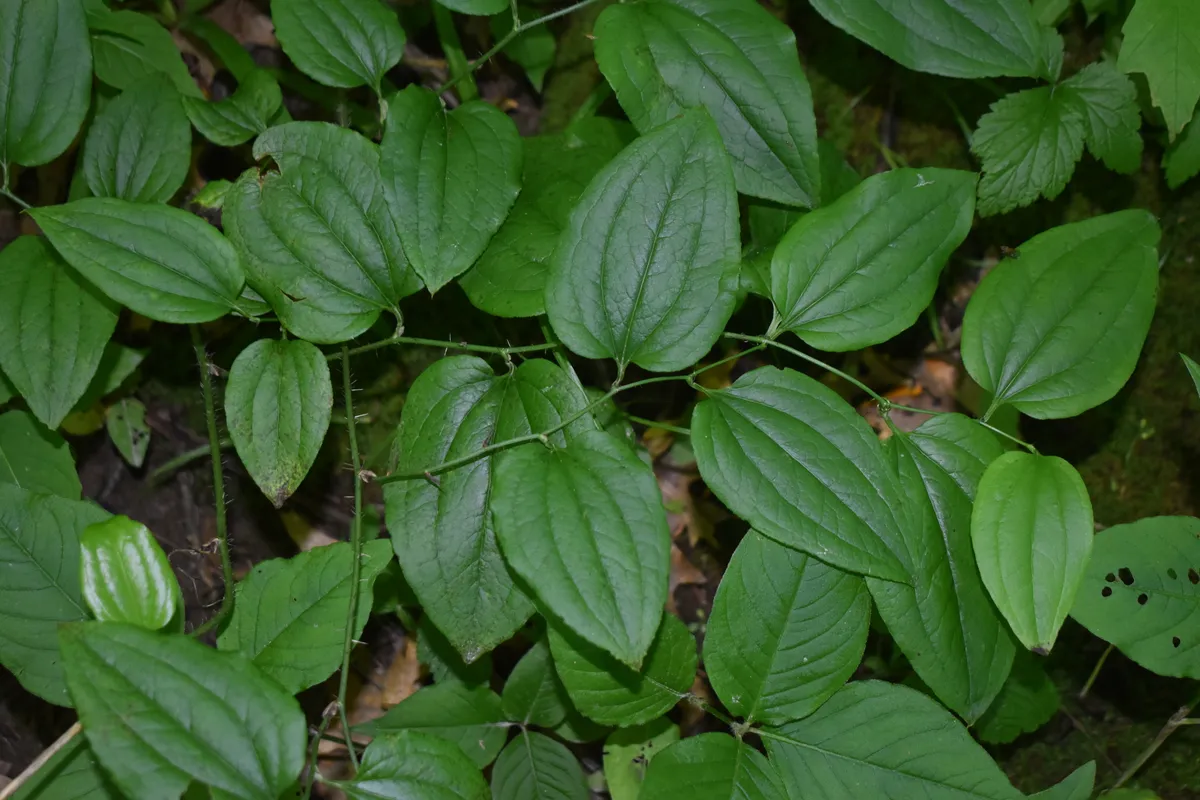 뻣뻣한 청미래덩굴(Smilax hispida)