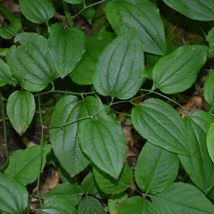 Bristly Greenbrier