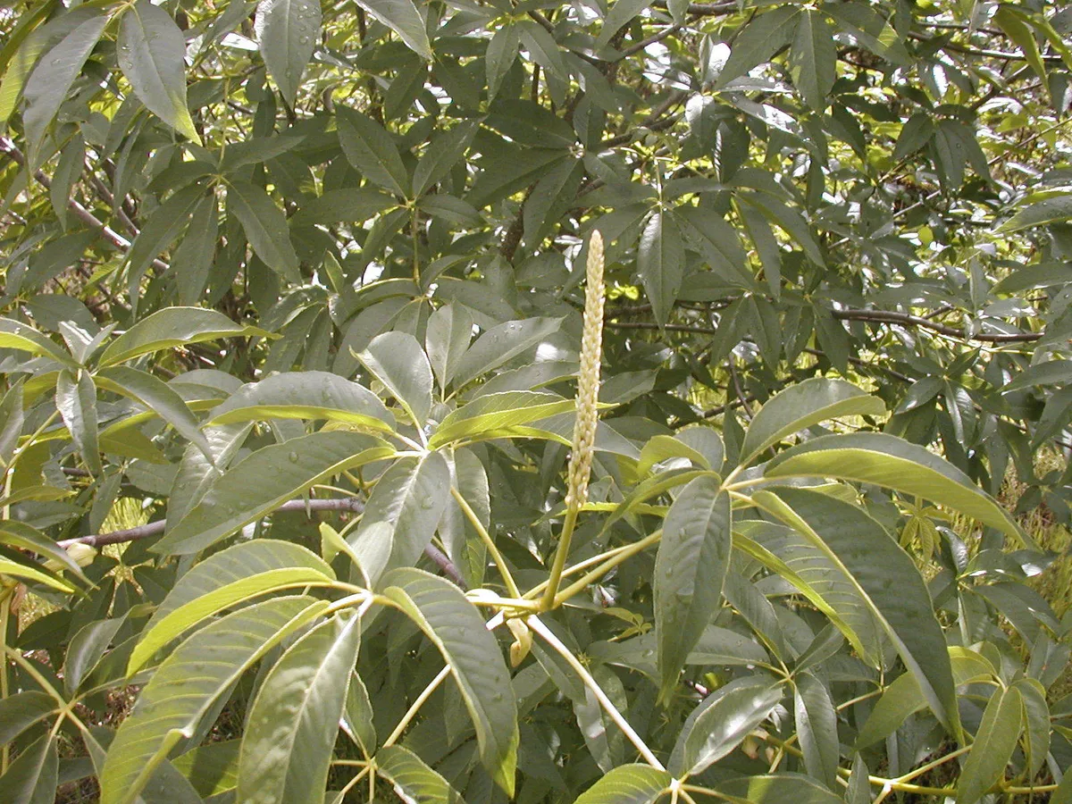 칠엽수(Aesculus) — 손바닥 모양 겹잎과 곧추선 꽃차례