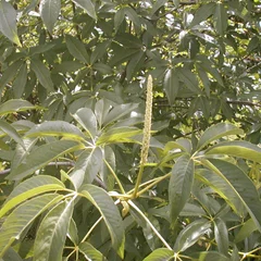 Buckeye
