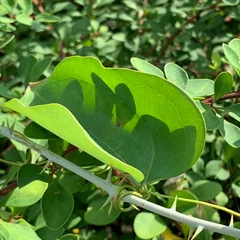 Bullbrier