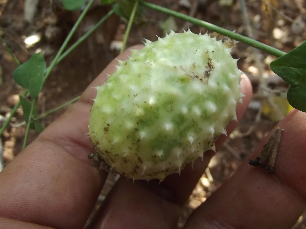 가시오이(Cucumis anguria) — 부드러운 가시로 덮인 타원형 열매