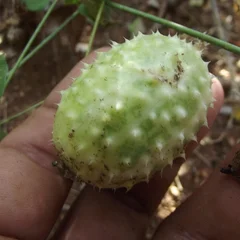 Bur Gourd