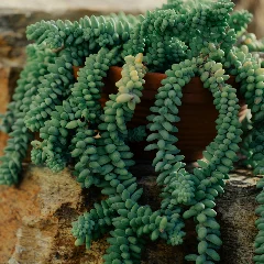 Burro's Tail