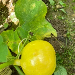 Buttercup Squash