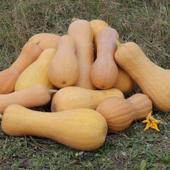 Butternut Squash
