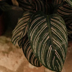 Calathea Lancifolia 2