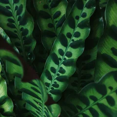 Calathea ornata