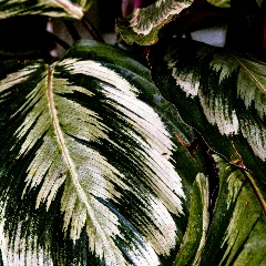 Calathea