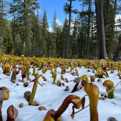 California Pitcher Plant