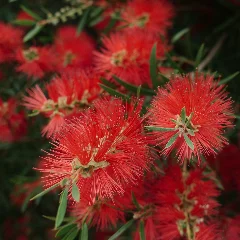 Callistemon citrinus