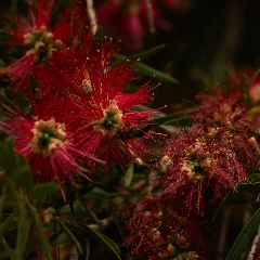 Callistemon viminalis