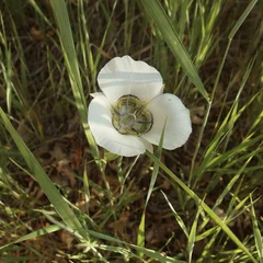 Calochortus nuttalli