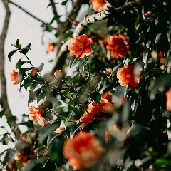 Camellia