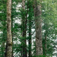 Canada Hemlock