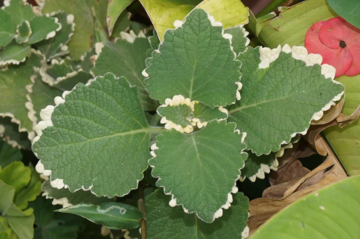 플렉트란투스 콜레오이데스(Plectranthus coleoides)