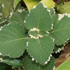 Candle Plant