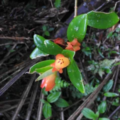 Candycorn Plant