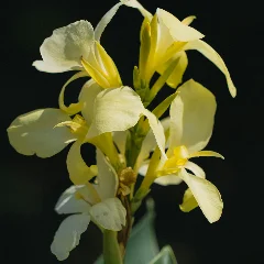 Canna Lily