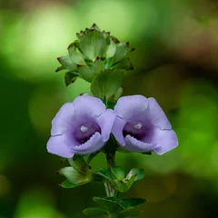 Canterbury-bell