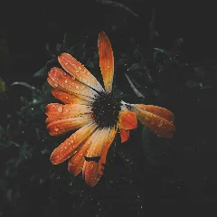 Cape Marigold