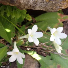 Cape Primrose