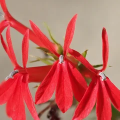 로벨리아