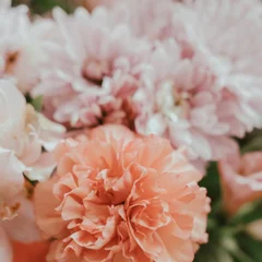 Carnation