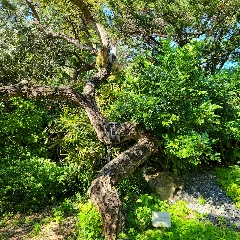 Carob