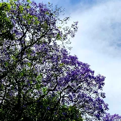 Caroba