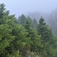 Carolina Hemlock
