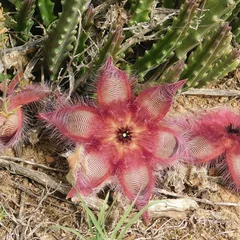 Carrion Flower 2