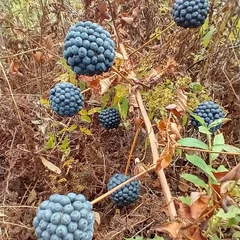 Carrion Flower