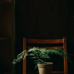 Carrot Fern