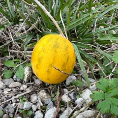 Casaba Melon