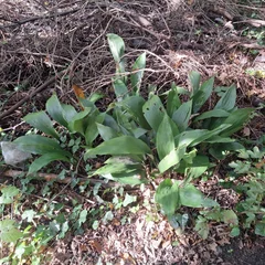 Cast Iron Plant