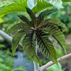 피마자