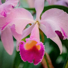 Cattleya Labiata