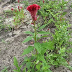 Celosia Globosa