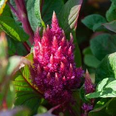 Celosia Plumosa