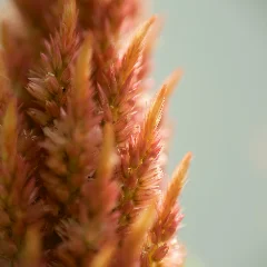 Celosia Spicata
