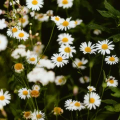 Chamomile