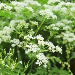 Chervil