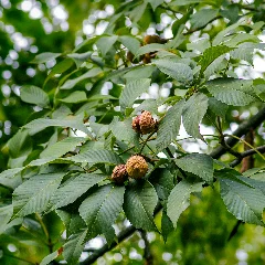 Chestnut