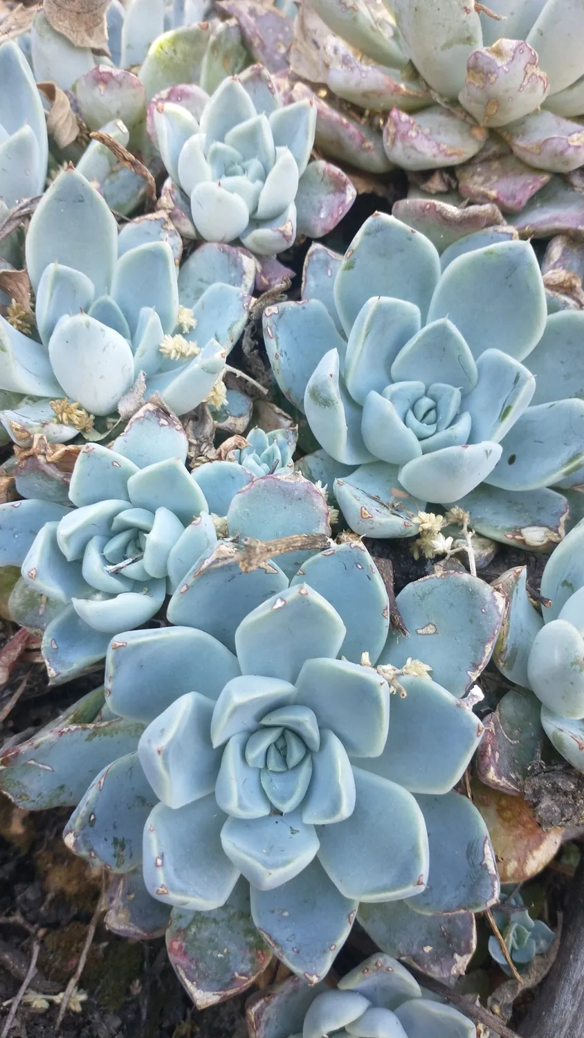 멕시칸 스노볼(Echeveria elegans) — 연한 청백색 잎이 빽빽한 로제트로 군생한 모습